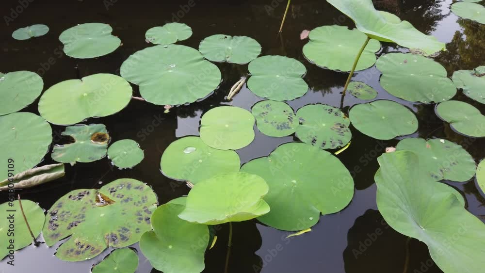 Lotus Leaves Pond, Calm Lake Water, Natural Garden Flora of Bali Asia Indonesia Lotus Leaves Pond, Calm Lake Water, Natural Garden Flora of Bali Asia Indonesia