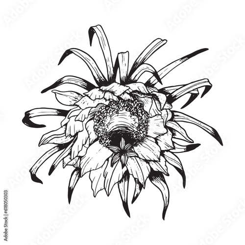 Vector Epiphyllum cactus flower front view. Black and white line illustration of or dragon fruit flower graphic. Tropical exotic flora
