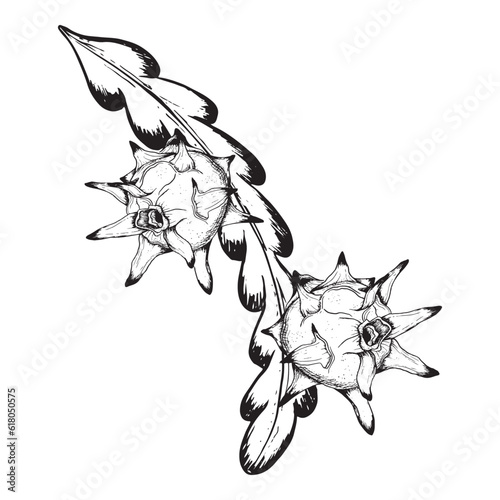 Tropical pitaya dragon fruits on branch vector graphic in black white outline silhouette sketch illustration of exotic tropical plant