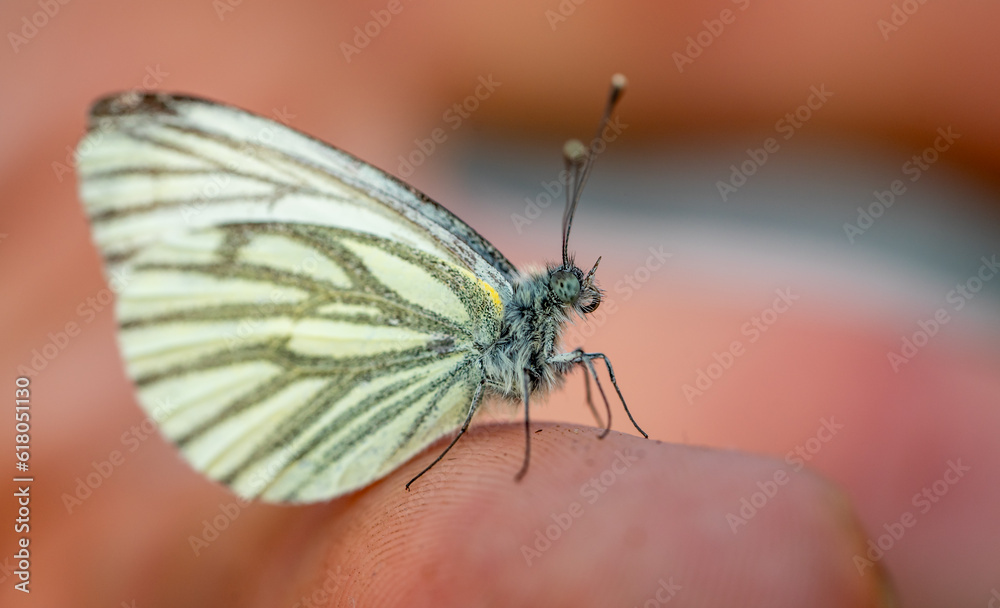 Aporia crataegi butterfly on hand macro shot 01 Aporia crataegi butterfly on hand macro shot 01
