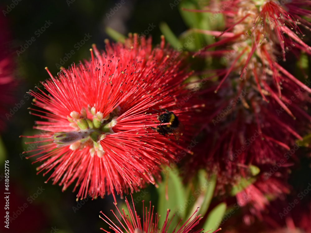 Bumble bee pollinating and landing on brush flowers Bumble bee pollinating and landing on brush flowers