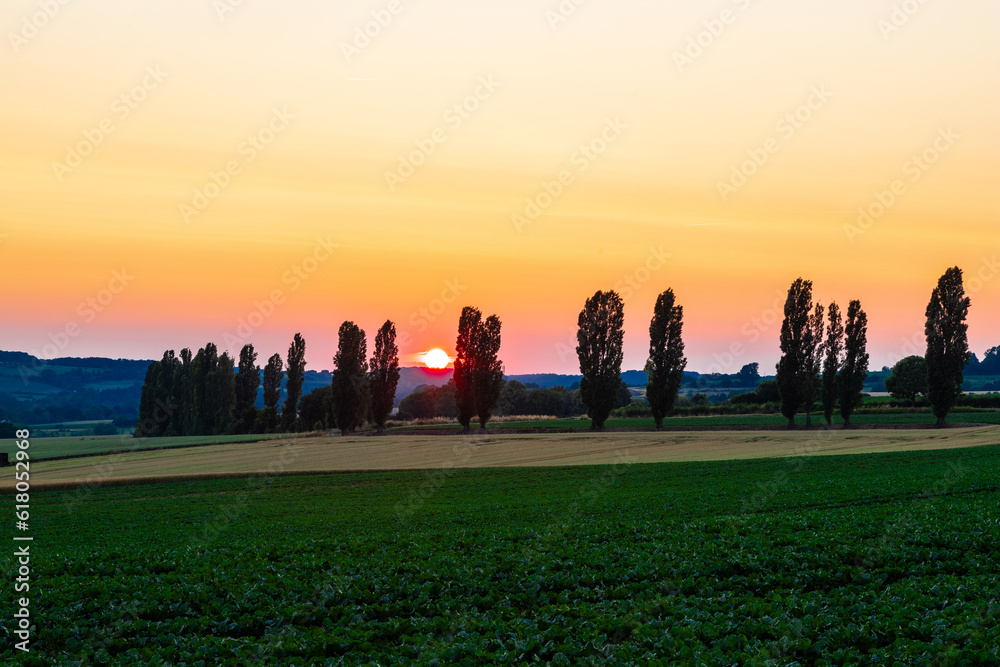 A spectacular Dutch sunset with an amazing coloured sky with the rolling hills in an Italian landscape with the Tuscan Poplar trees and in the front a field of wheat and grain. 