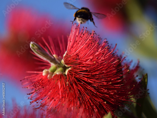 Bumble bee pollinating and landing on brush flowers
