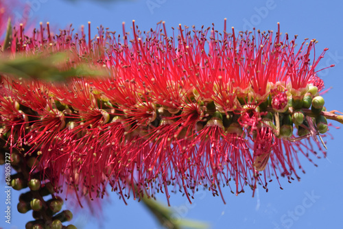 bright red Bottle brush flower close-up against a bright blue sky
