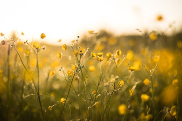 Fotobehang Zorgcentrum Wild yellow buttercups in a summer meadow. Wild flower blooming in the sunlight with soft background  © Isabella Marlen