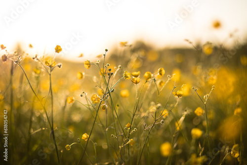 Wild yellow buttercups in a summer meadow. Wild flower blooming in the sunlight with soft background photo