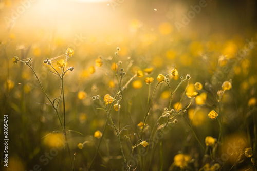 Wild yellow buttercups in a summer meadow. Wild flower blooming in the sunlight with soft background © Isabella Marlen