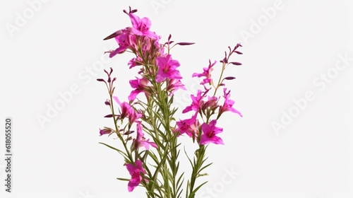 Fireweed  Epilobium Angustifolium  plant with purple flowers isolated on a transparent background  Generative AI.