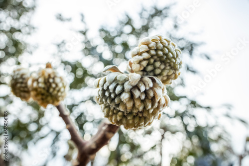 和紙の原料ミツマタの蕾　Buds of Edgeworthia chrysantha photo