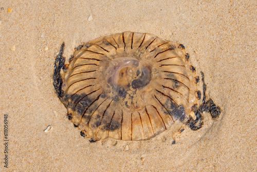 Jellyfish on the beach