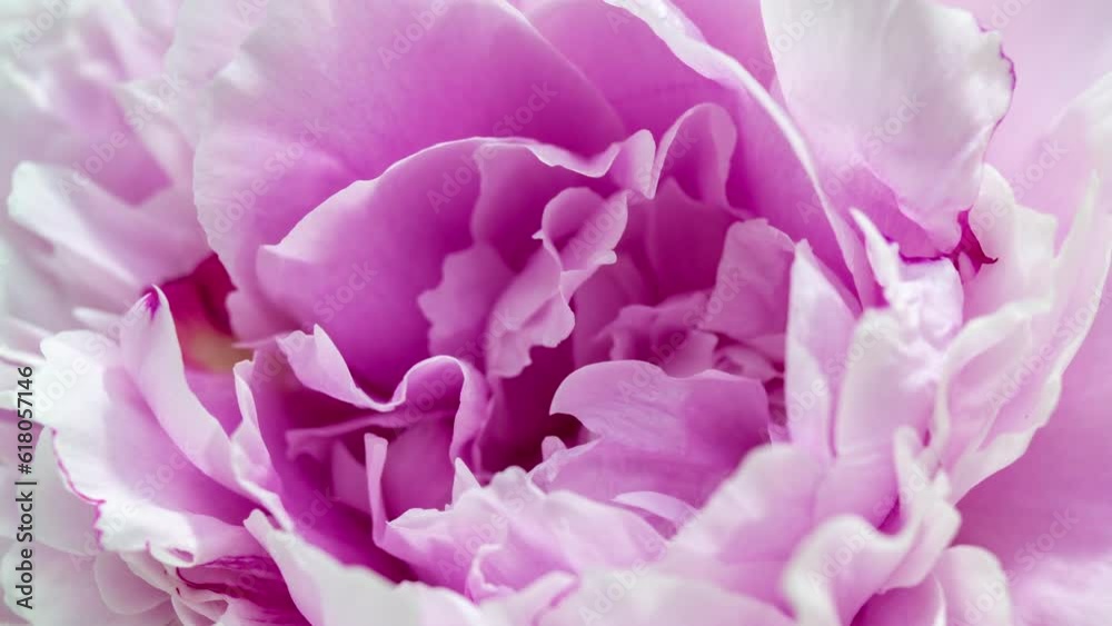 Beautiful pink Peony background. Blooming peony flower open, time lapse, close-up. Wedding backdrop, easter, Valentine's Day concept. 4K UHD video timelapse Beautiful pink Peony background. Blooming peony flower open, time lapse, close-up. Wedding backdrop, easter, Valentine's Day concept. 4K UHD video timelapse