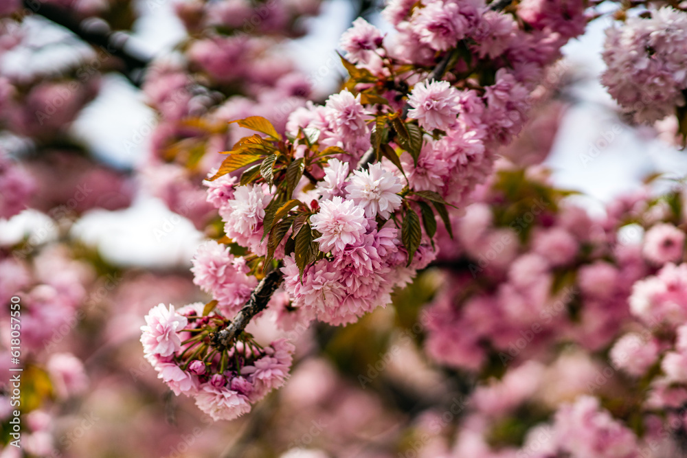 Beautiful pink sacura branches on tree.