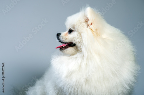 happy white pomeranian spitz dog poses in studio