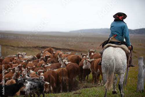 Hereford cattle ranch in south patagonia argentina 