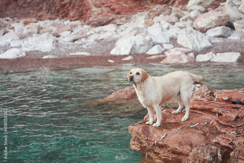 Wet dog on a stone against the background of the sea and mountains. Labrador Retriever in nature