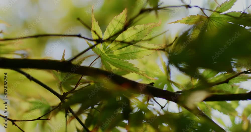 The vibrant green leaves on the branch behind shimmer in the sunlight. The vibrant green leaves on the branch behind shimmer in the sunlight.