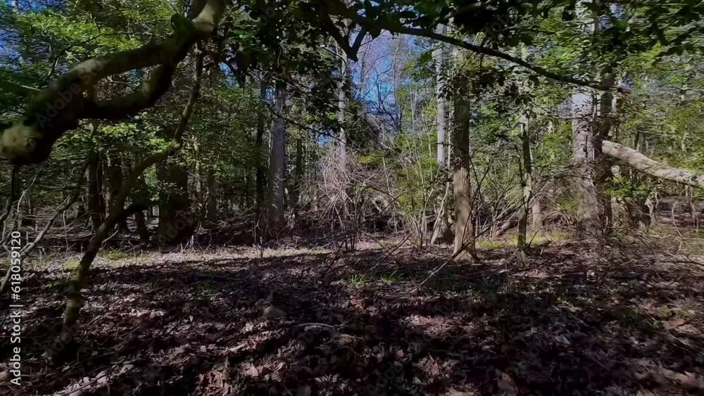 Drone flying low on forest trails with canals, plaants and trees in the shore of Maryland Drone flying low on forest trails with canals, plaants and trees in the shore of Maryland