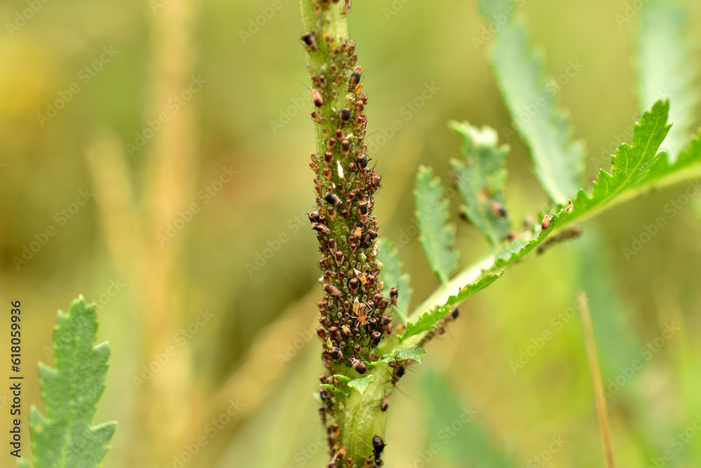 An aphid colony on a grass stalk is guarded by ants.