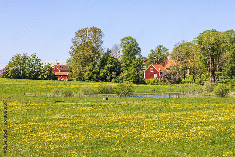 Obraz premium Red cottages by a flowering meadow in the countryside