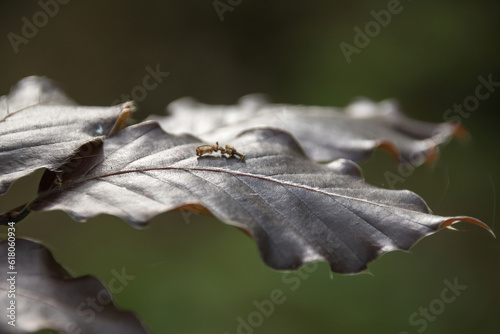 a ant on a leaf