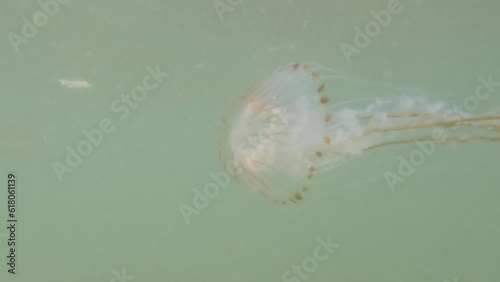Closep-up of Compass jellyfish, Chrysaora hysoscella, swim in the water in North Sea, Netherlands, Europe. Underwater scuba diving. High quality 4k footage photo