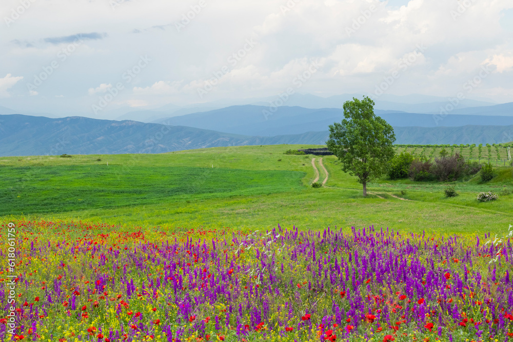 Fototapeta premium Field of poppy flowers, daylight and outdoor, Georgian nature