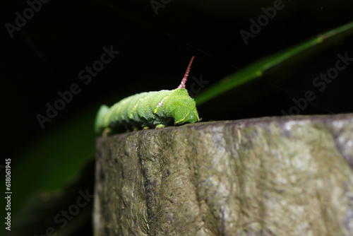 Back view Japanese moth, Ezoshimofurisuzumega (Meganoton analis) large green larva (Dark forest, close up macro photography) photo