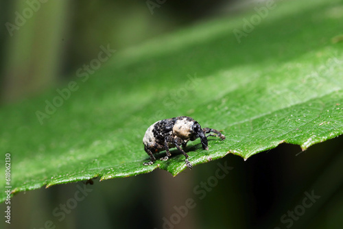 Black and white Panda like Weevil (Mesalcidodes trifidus, Ojiroashinagazomushi) walking on the leaf (Outdoor close up macro photography) 