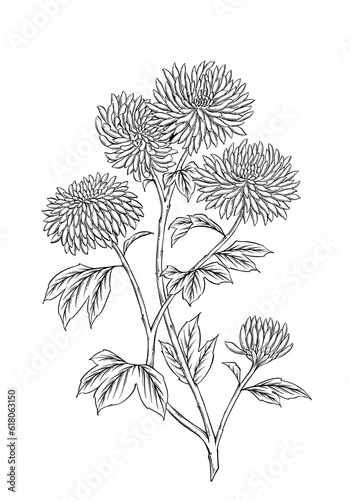 Chrysanthemum flowers bouquet. Beautiful branches, leaves, flowers. Digital art. Black and white.