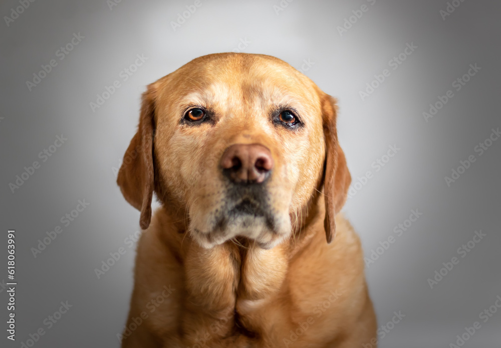 Fox red labrador retriever dog face portrait Fox red labrador retriever dog face portrait
