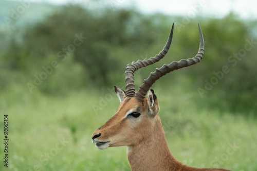 Beautiful brown antelope with large horns standing in a lush green grassy field