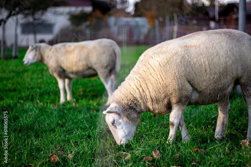 two sheep grazing in a field together on green grass with a fence