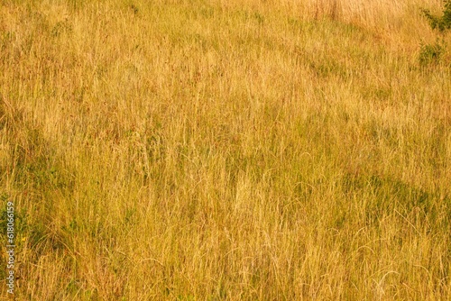 summer yellow meadow background in the rays of the setting sun