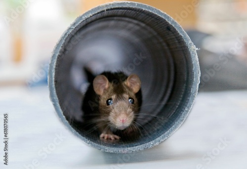 Canvas Print Close-up of an adorable rat peeking out from inside of a tube curiously searchin