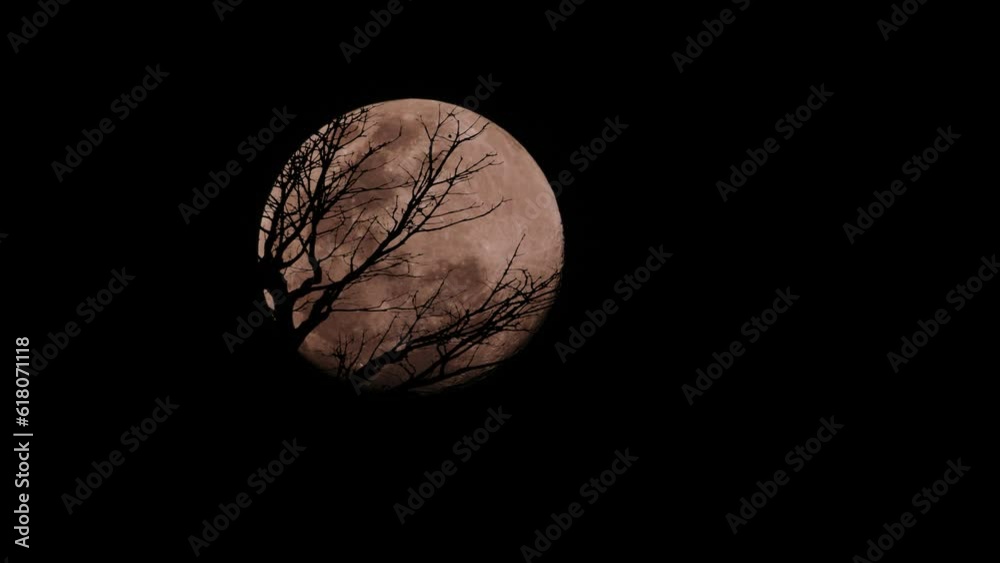 Closeup video of trees in a shadow with a full moon in the background Closeup video of trees in a shadow with a full moon in the background