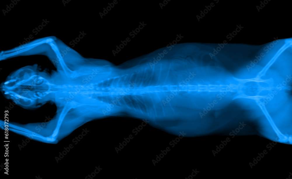 BLUE CT scan of a cat pet on a black background. Oncologist veterinary diagnostic x-ray test.