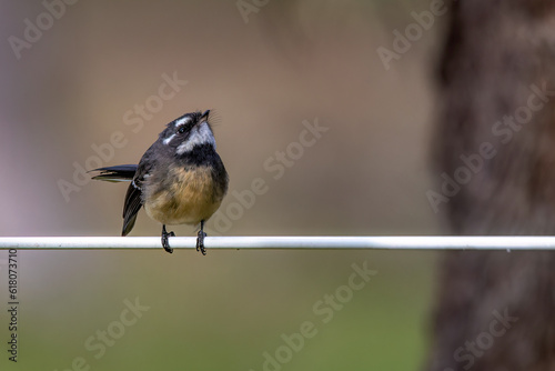 Grey Fantail (Rhipidura albiscapa) photo