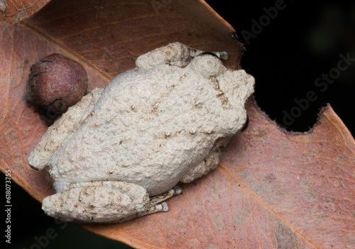 Canvas Print A photo of a Amboli Tree Frog shot in Amboli Ghat in India.