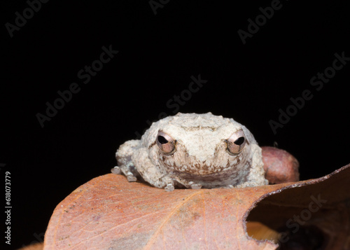 Photography A photo of a Amboli Tree Frog shot in Amboli Ghat in India.