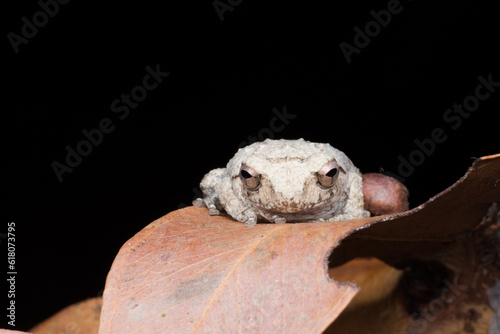 Fototapeta Naklejka Na Ścianę i Meble -  A photo of a Amboli Tree Frog shot in Amboli Ghat in India.