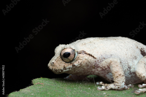 Canvas Print A photo of a Amboli Tree Frog shot in Amboli Ghat in India.