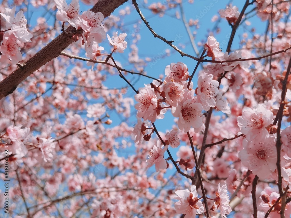 a pink flowering tree with flowers on it's branches a pink flowering tree with flowers on it's branches