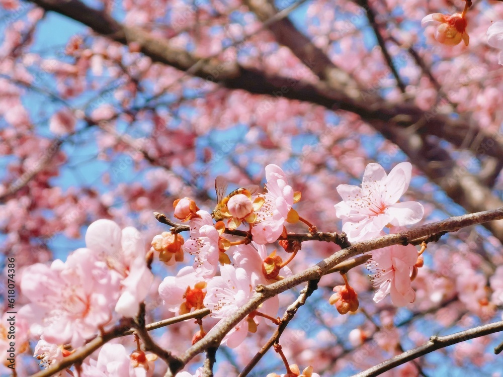 Spring scene of pink cherry blossom trees illuminated by the sun against a backdrop of blue sky Spring scene of pink cherry blossom trees illuminated by the sun against a backdrop of blue sky