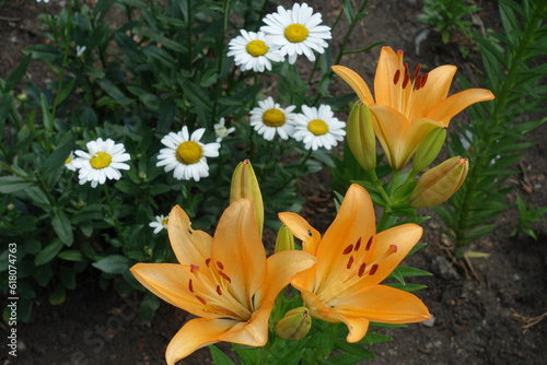 Three orange flowers of lilies in June