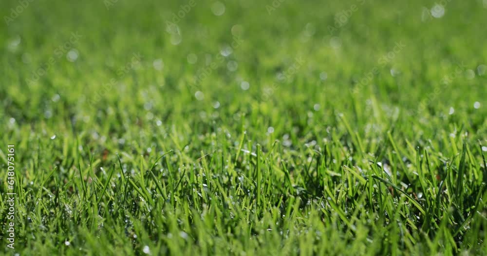 Dew droplets condensed on the green grass. Freshness and purity concept. Slider shot Dew droplets condensed on the green grass. Freshness and purity concept. Slider shot