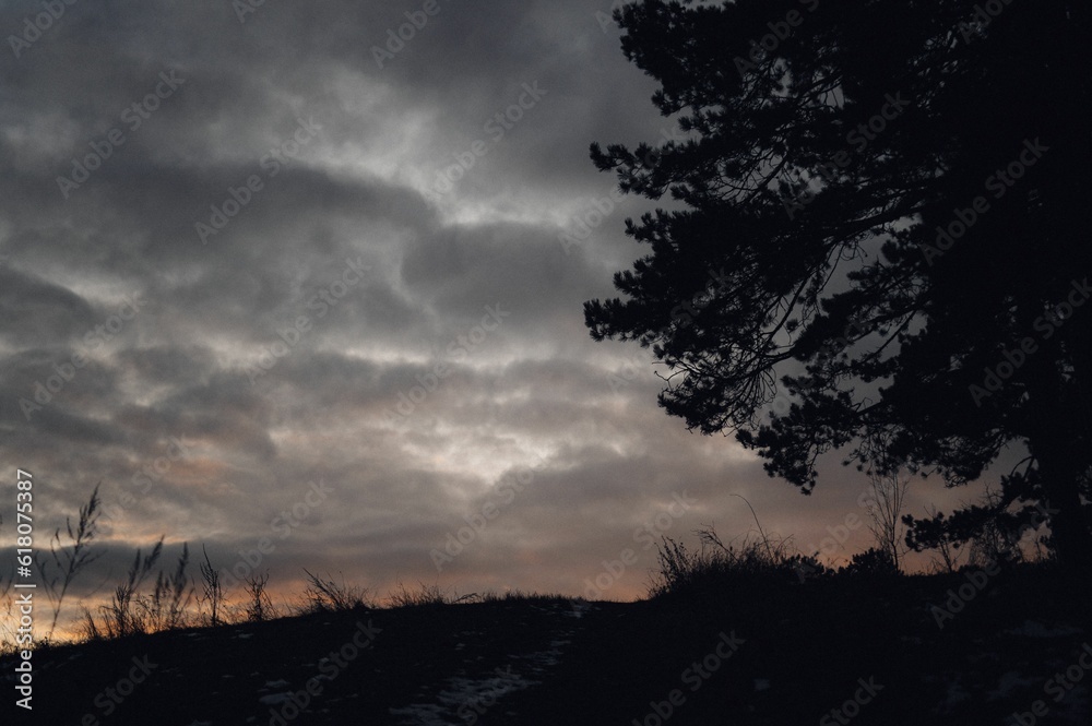 Fototapeta premium Field with growing grass and tree during sunset