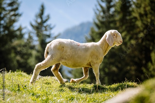 Baby white sheep is exploring a lush green field  grazing on the vegetation