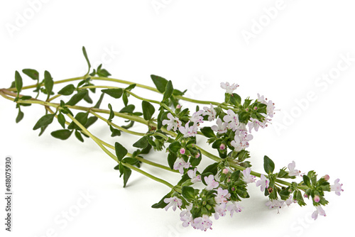 Thyme flowers, lat. Thymus, isolated on white background