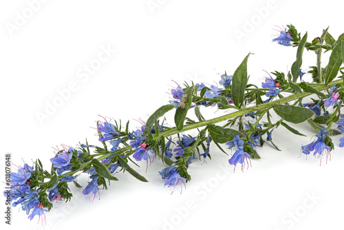 Echium vulgare  Viper   s Bugloss  Blueweed  isolated on white background