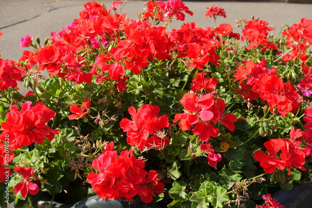 Profusion of scarlet red flowers of ivy-leaved pelargonium in September Profusion of scarlet red flowers of ivy-leaved pelargonium in September